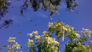 Monarch Butterflies in Esalen
